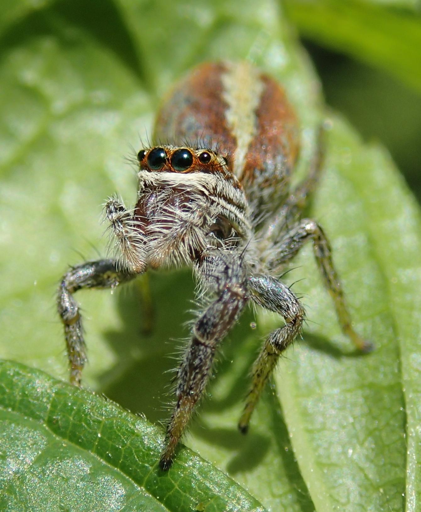 Salticidae:  Marpissa pomatia  - Lughignano (TV)